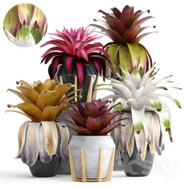Collection of plants bromelia